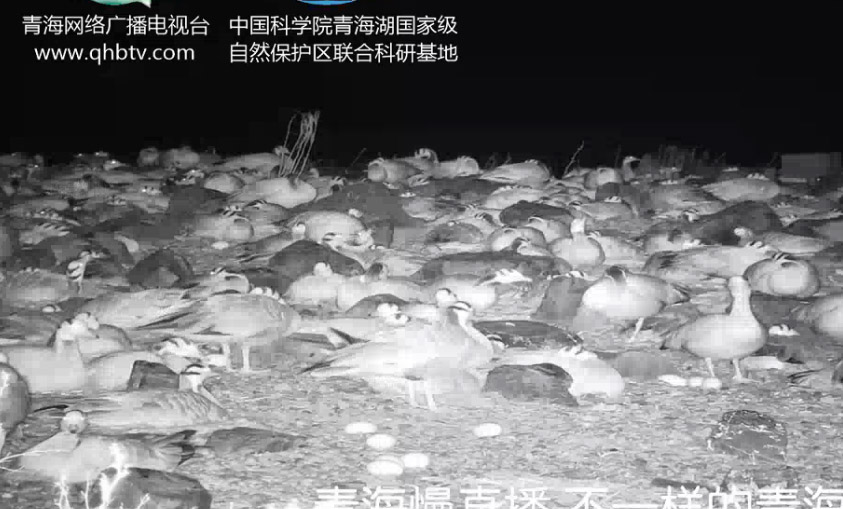 鳥島濕地景點(diǎn)直播